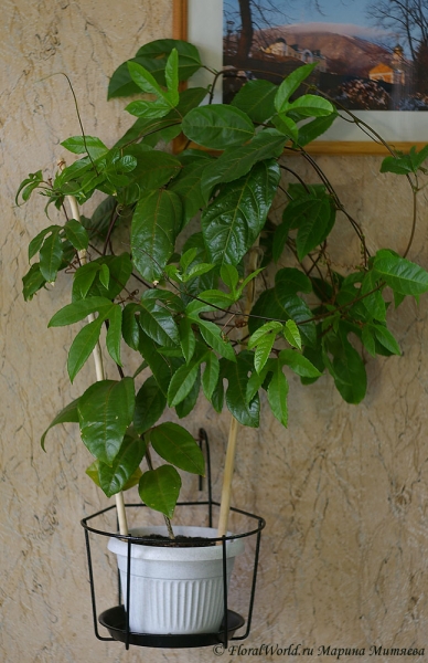 Пассифлора съедобная (Passiflora edulis)
