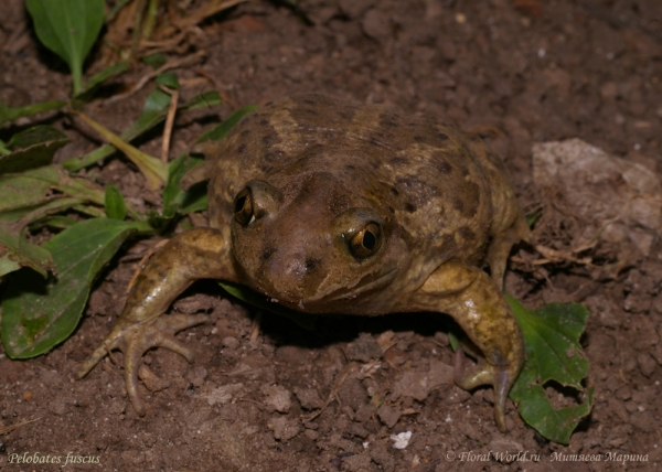 Чесночница (Pelobates fuscus)
Ключевые слова: Чесночница Pelobates fuscus фото