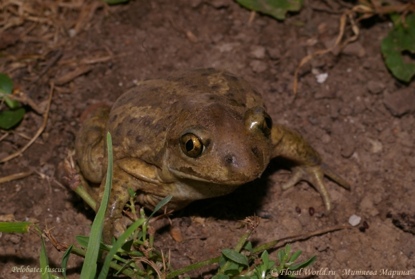 Чесночница (Pelobates fuscus)
Ключевые слова: Чесночница Pelobates fuscus фото