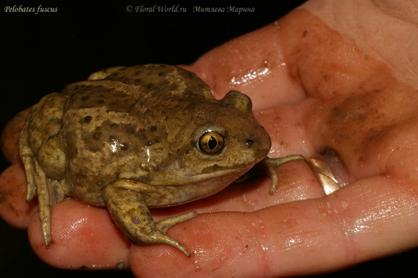 Чесночница (Pelobates fuscus)
Ключевые слова: Чесночница Pelobates fuscus фото