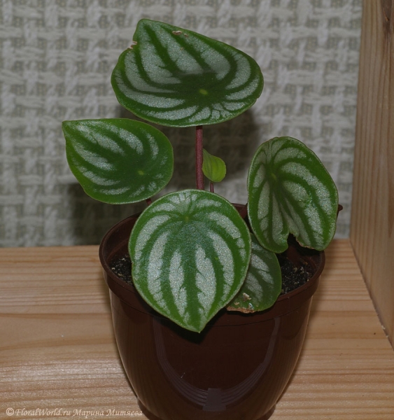 Пеперомия серебристая (Peperomia argyreia)
Ключевые слова: Пеперомия серебристая Peperomia argyreia