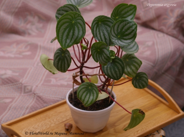 Peperomia argyreia
Ключевые слова: Peperomia argyreia