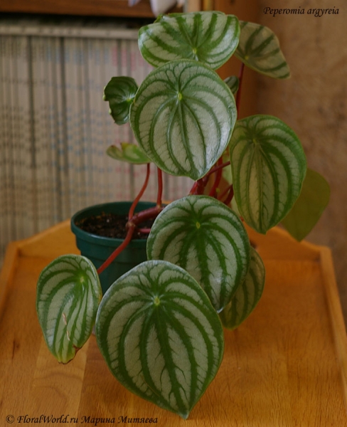 Пеперомия серебристая (Peperomia argyreia)
Ключевые слова: Пеперомия серебристая Peperomia argyreia