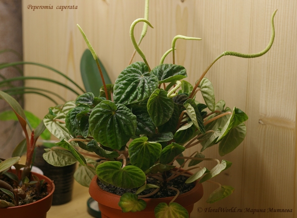 сорт Пеперомии сморщенной (Peperomia caperata cv)
Ключевые слова: сорт Пеперомии сморщенной (Peperomia caperata cv)