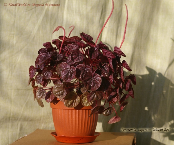 Peperomia caperata 'Schumi Red'
Ключевые слова: Peperomia caperata 'Schumi Red'