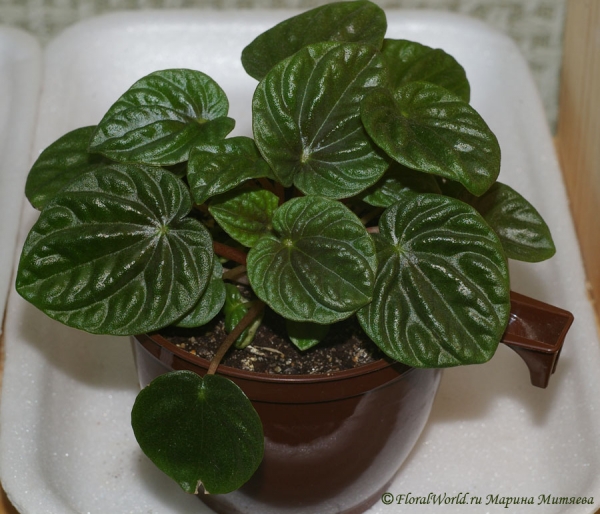 сорт Пеперомии сморщенной (Peperomia caperata cv)
Ключевые слова: сорт Пеперомии сморщенной Peperomia caperata cv