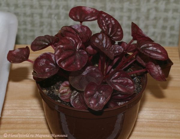 сорт Пеперомии сморщенной (Peperomia caperata cv)
Ключевые слова: сорт Пеперомии сморщенной Peperomia caperata cv