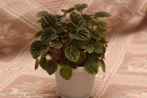 Peperomia caperata cv
Ключевые слова: Peperomia caperata cv