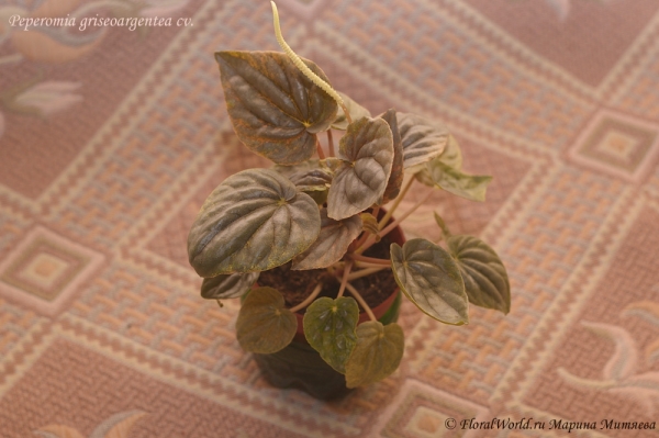 Peperomia griseoargentea cv. 
Ключевые слова: Peperomia griseoargentea cv.