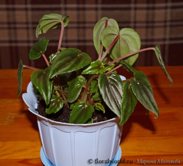 Пеперомия мраморная сорт Kirsten (Peperomia marmorata 'Kirsten')
Вот такая малышка, она в высоту не больше 10см. Купили ее с мужем в ОБИ. 

[url=http://floralworld.ru/forum/index.php?topic=118.0]Обсуждение пеперомии на форуме [/url]
[url=http://www.floralworld.ru/encyclopedia/plants/Peperomia.html] Статья о пеперомии на моем сайте[/url]
Ключевые слова: Пеперомия мраморная Peperomia marmorata сорт Kirsten фото