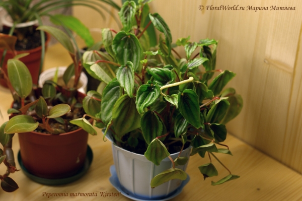 Peperomia marmorata 'Kirsten'
Ключевые слова: Peperomia marmorata Kirsten