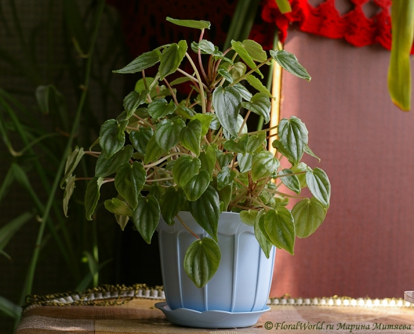 Пеперомия мраморная сорт Kirsten (Peperomia marmorata 'Kirsten')
Ключевые слова: Пеперомия мраморная сорт Kirsten Peperomia marmorata &#039;Kirsten&#039;