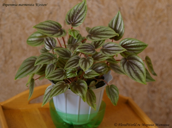 Пеперомия мраморная сорт Kirsten (Peperomia marmorata 'Kirsten')
Ключевые слова: Пеперомия мраморная сорт Kirsten Peperomia marmorata Kirsten