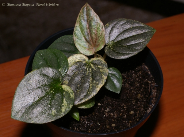 Культивар пеперомии мраморной (Peperomia marmorata cv.)
Ключевые слова: Культивар пеперомии мраморной Peperomia marmorata cv.