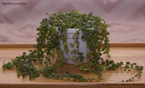 Peperomia prostrata
Ключевые слова: Peperomia prostrata