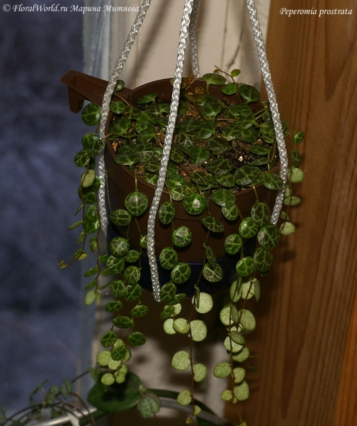 Пеперомия плоская, или ползучая (Peperomia prostrata)
Ключевые слова: Пеперомия плоская ползучая Peperomia prostrata фото