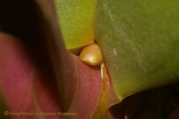 Фаленопсис (Phalaenopsis)
Ключевые слова: Фаленопсис Phalaenopsis фото
