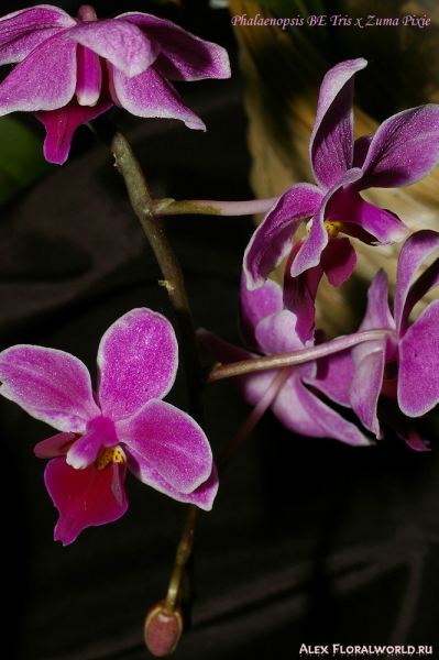 Phalaenopsis BE Tris x Zuma Pixie
Ключевые слова: Phalaenopsis BE Tris x Zuma Pixie