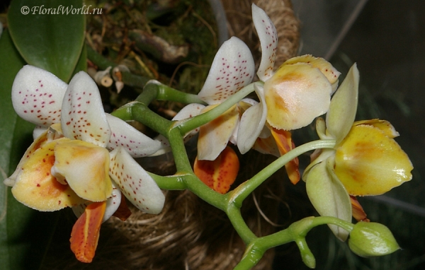 Phalaenopsis Mini Mark 
Ключевые слова: Phalaenopsis Mini Mark 