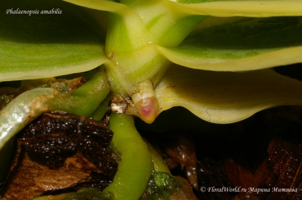 Phalaenopsis amabilis
Растет корень-альбинос
Ключевые слова: Phalaenopsis amabilis