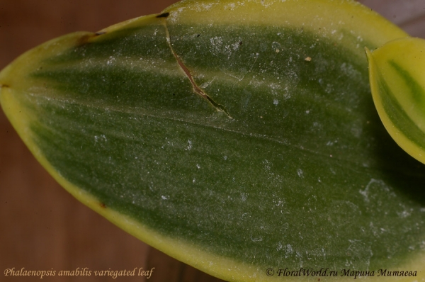 Phalaenopsis amabilis variegated leaf
Ключевые слова: Phalaenopsis amabilis variegated leaf