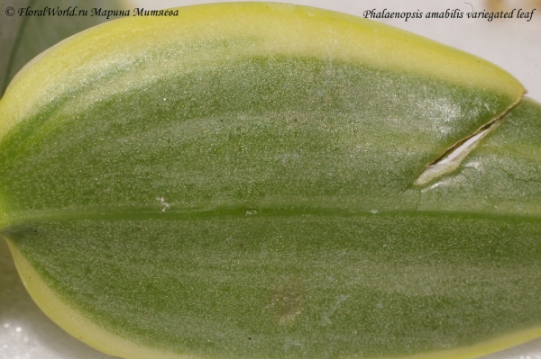 Phalaenopsis amabilis variegated leaf
Нижняя сторона листа
Ключевые слова: Phalaenopsis amabilis variegated leaf