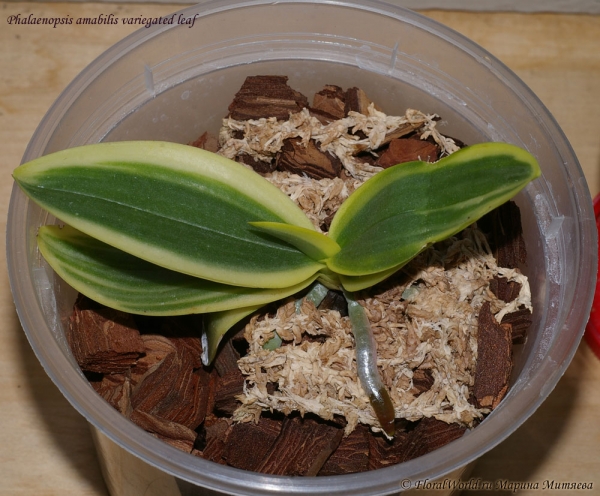 Phalaenopsis amabilis variegated leaf
Ключевые слова: Phalaenopsis amabilis variegated leaf