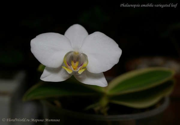 Phalaenopsis amabilis variegated leaf
Ключевые слова: Phalaenopsis amabilis variegated leaf