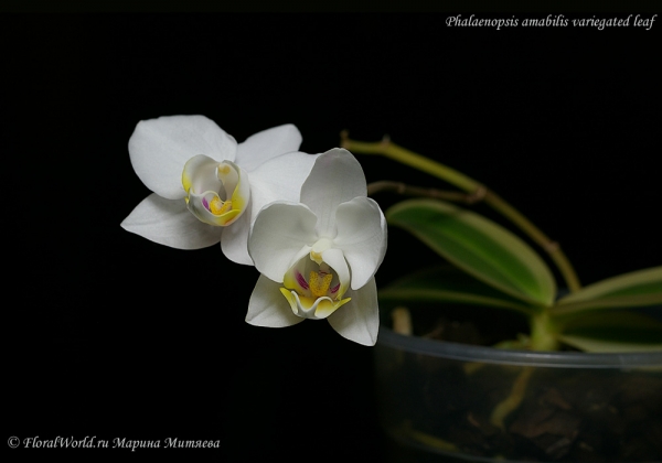 Phalaenopsis amabilis variegated leaf
Ключевые слова: Phalaenopsis amabilis variegated leaf