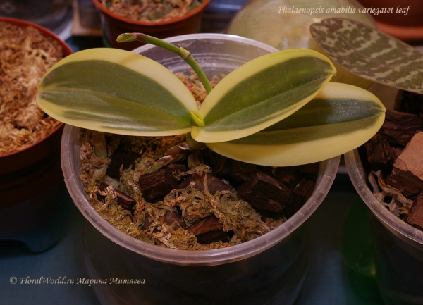 Phalaenopsis amabilis variegatet leaf
Ключевые слова: Phalaenopsis amabilis variegatet leaf