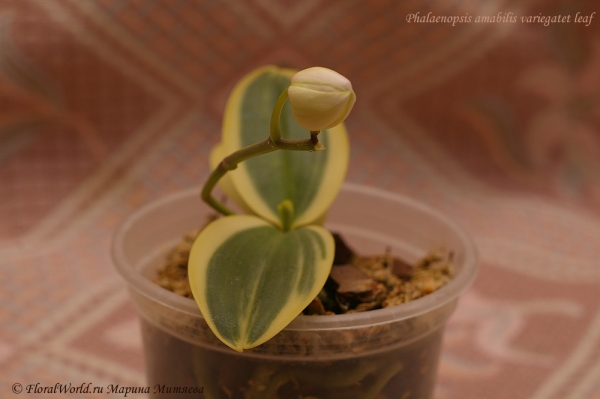 Phalaenopsis amabilis variegatet leaf
Ключевые слова: Phalaenopsis amabilis variegatet leaf