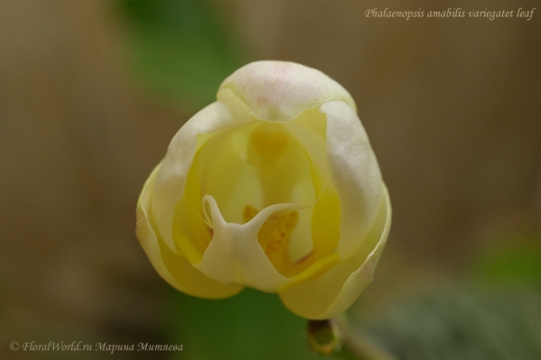 Phalaenopsis amabilis variegatet leaf
Раскрывается чудо
Ключевые слова: Phalaenopsis amabilis variegatet leaf