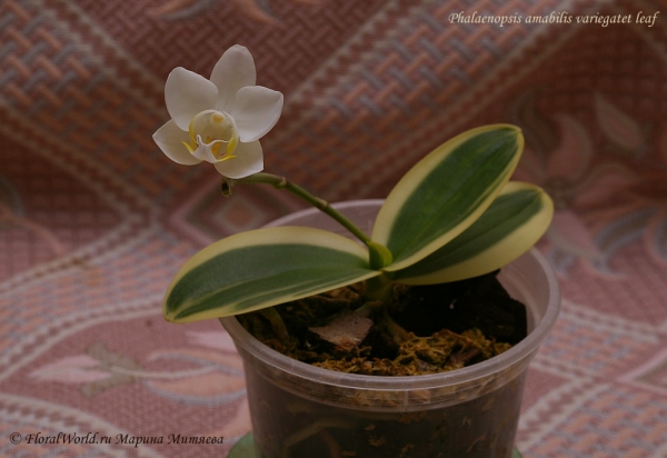 Phalaenopsis amabilis variegatet leaf
Раскрылся первый в его жизни цветок
Ключевые слова: Phalaenopsis amabilis variegatet leaf