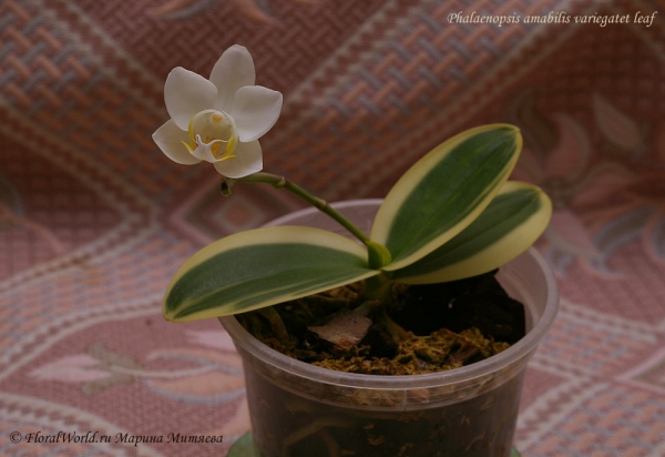 Phalaenopsis amabilis variegatet leaf
Раскрылся первый в его жизни цветок
Ключевые слова: Phalaenopsis amabilis variegatet leaf