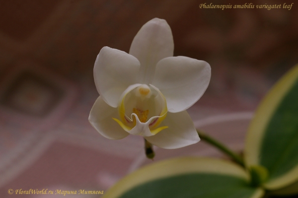 Phalaenopsis amabilis variegatet leaf
Раскрылся первый цветок в жизни этого фаленопсиса
Ключевые слова: Phalaenopsis amabilis variegatet leaf