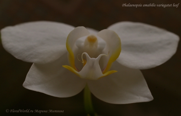 Phalaenopsis amabilis variegatet leaf
Ключевые слова: Phalaenopsis amabilis variegatet leaf