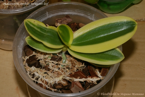 Phalaenopsis amabilis variegatet leaf
Ключевые слова: Phalaenopsis amabilis variegatet leaf