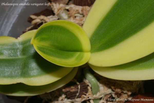 Phalaenopsis amabilis variegatet leaf
Ключевые слова: Phalaenopsis amabilis variegatet leaf