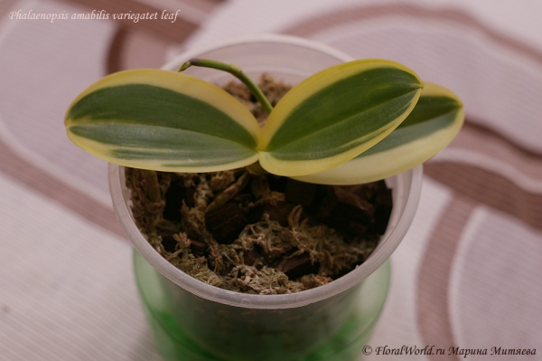 Phalaenopsis amabilis variegatet leaf
Ключевые слова: Phalaenopsis amabilis variegatet leaf