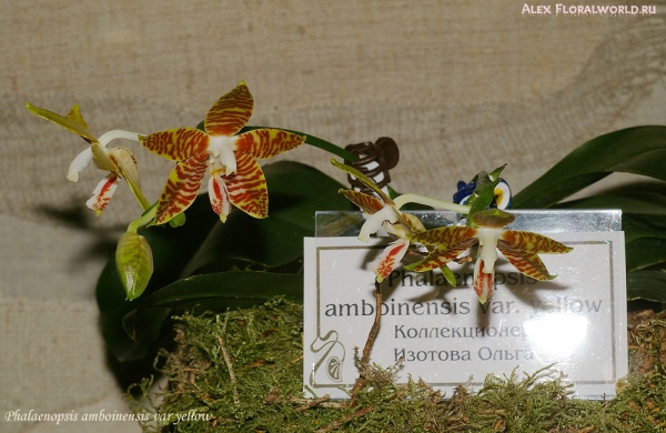 Phalaenopsis amboinensis var yellow
Коллекционер Ольга Изотова
Ключевые слова: Phalaenopsis amboinensis var yellow фото