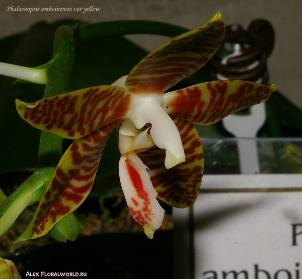 Phalaenopsis amboinensis var yellow
Коллекционер Ольга Изотова
Ключевые слова: Phalaenopsis amboinensis var yellow