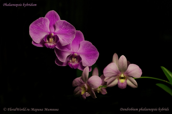 Phalaenopsis and dendrobium
Ключевые слова: Phalaenopsis and dendrobium