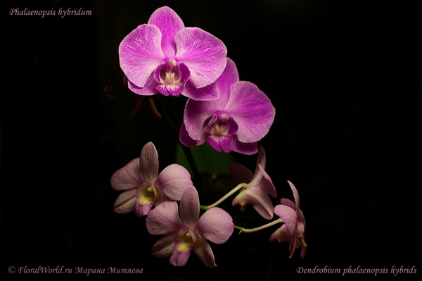 Phalaenopsis and dendrobium
Ключевые слова: Phalaenopsis and dendrobium