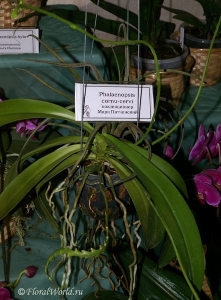 Phalaenopsis cornu-cervi
коллекционер Марк Патченский
Ключевые слова: Phalaenopsis cornu-cervi