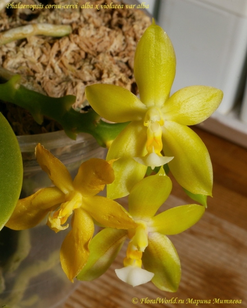 Phalaenopsis cornu-cervi  alba x violacea var alba
Ключевые слова: Phalaenopsis cornu-cervi alba x violacea var alba