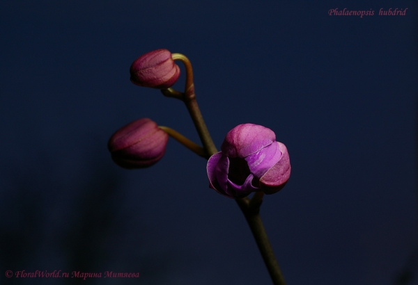 Phalaenopsis hybridum
Ключевые слова: Phalaenopsis hybridum
