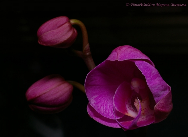 Phalaenopsis hybridum
Ключевые слова: Phalaenopsis hybridum