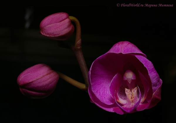 Phalaenopsis hybridum
Ключевые слова: Phalaenopsis hybridum