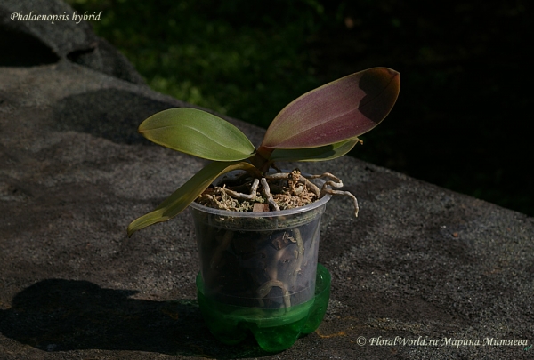 Phalaenopsis hybridum
Ключевые слова: Phalaenopsis hybridum