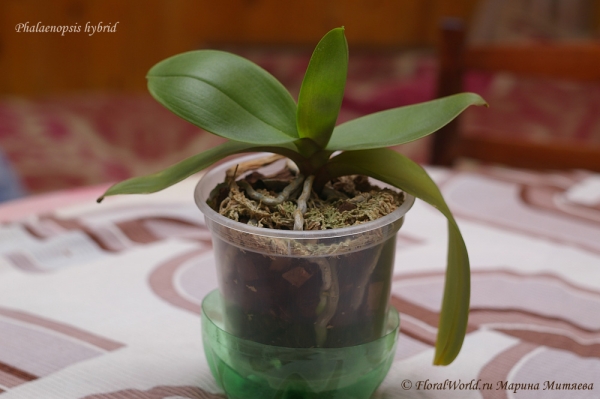 Phalaenopsis hybridum
Ключевые слова: Phalaenopsis hybridum